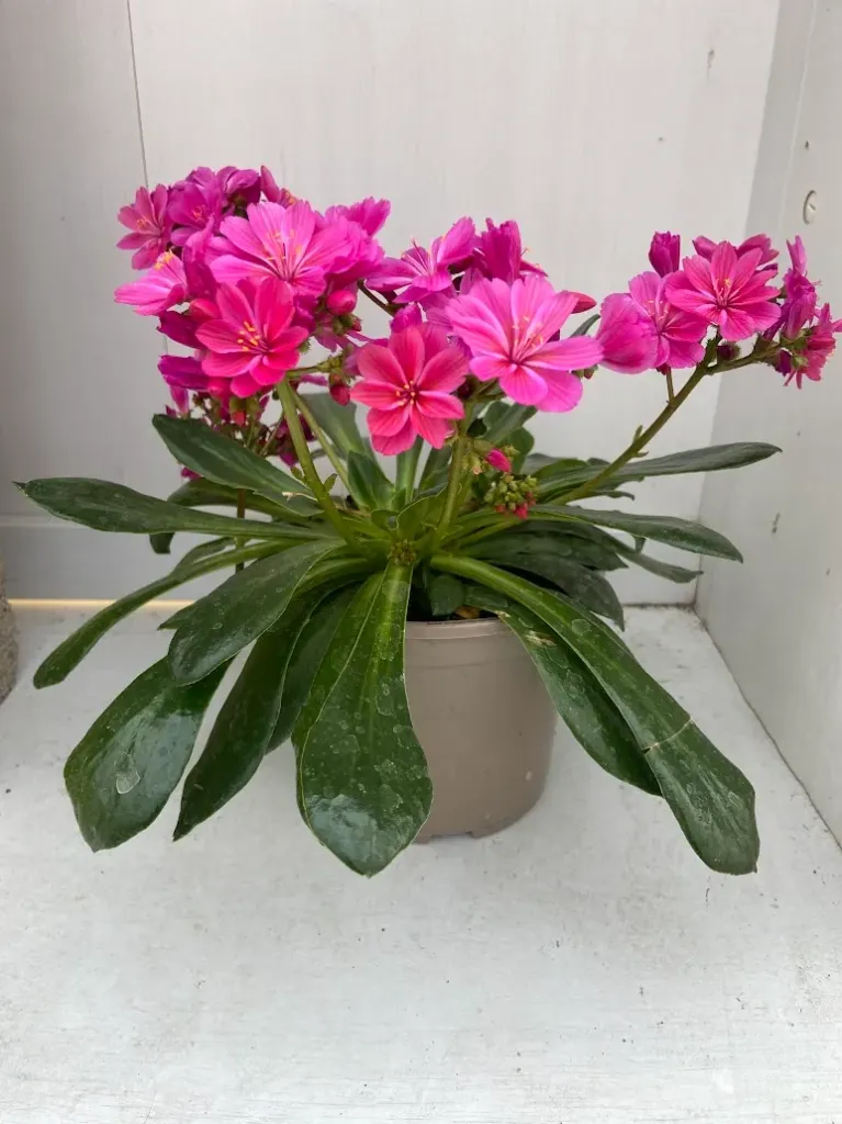 Lewisia Elise Violet
