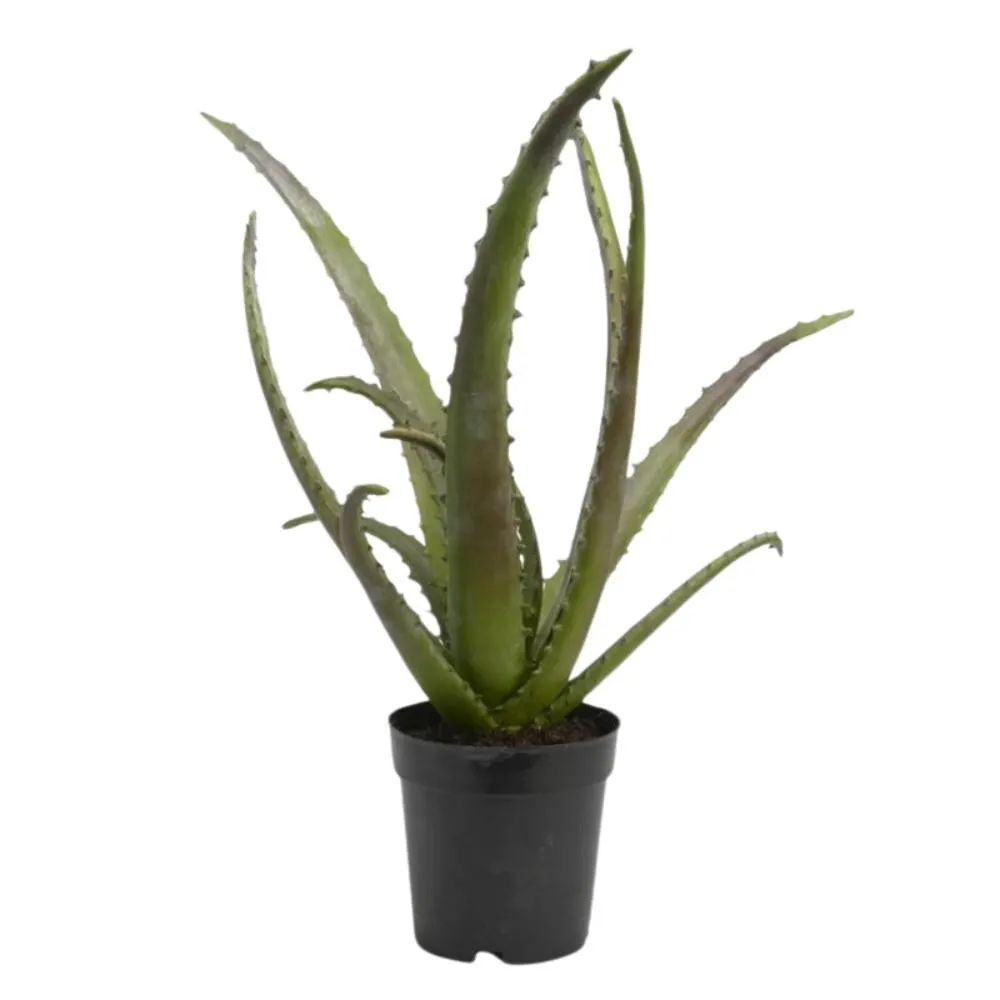 Aloe vera