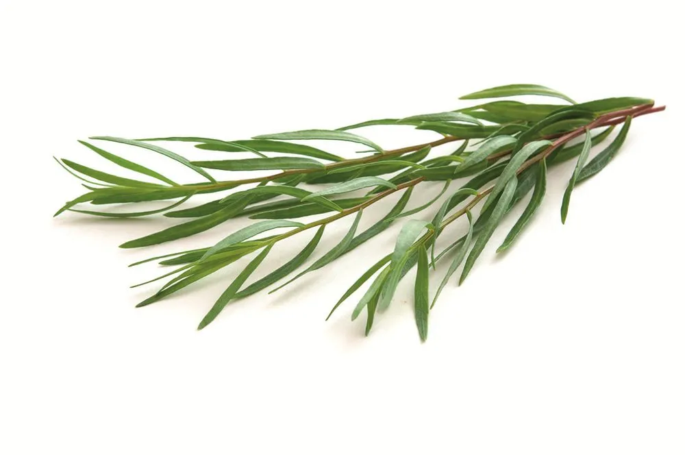 Estragon - Pot de 1L