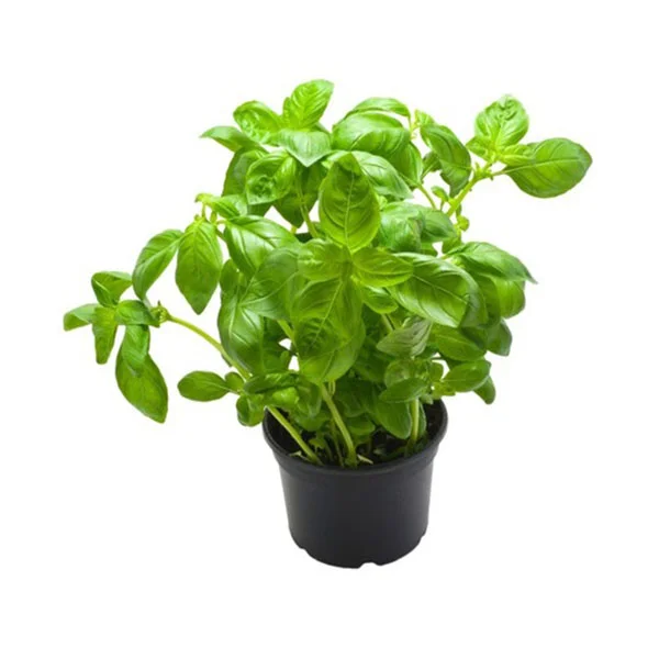 Basilic a grandes feuilles - Pot de 1L